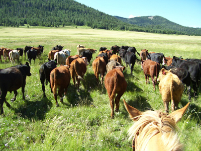 Fig. 1: Photograph of cattle being moved to an underutilized area of the range for feed supplementation. 